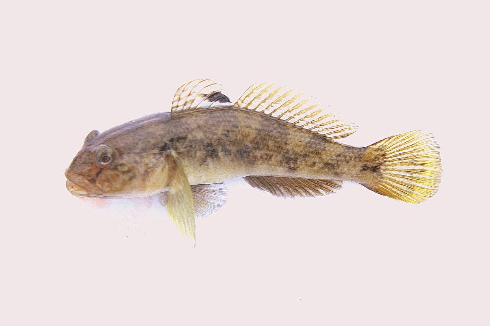 Neogobius bathybius (Kessler, 1877) – глубоководный бычок