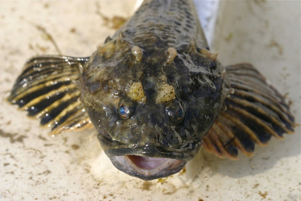 Рыба бычок морской