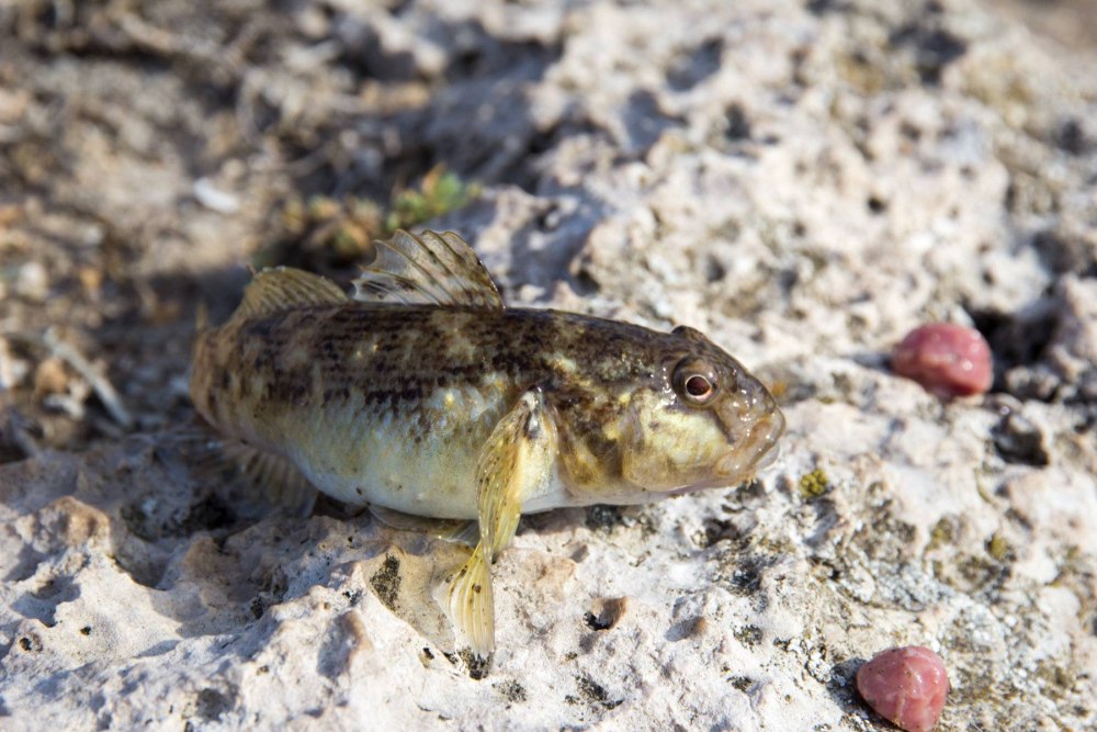 Бычок-песочник Neogobius fluviatilis