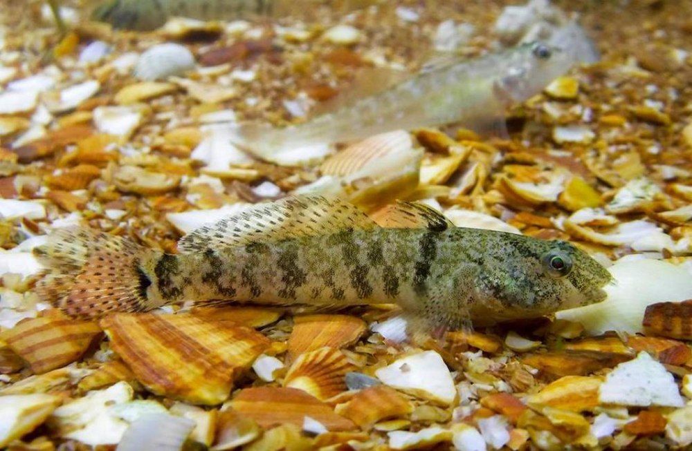 Proterorhinus semipellucidus