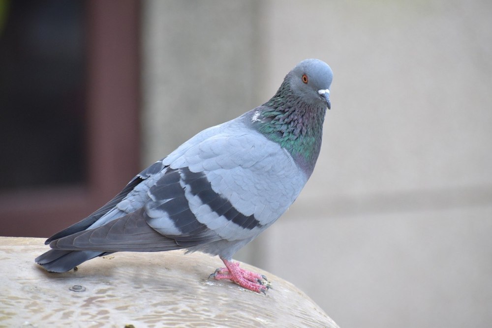 Columba Vitiensis