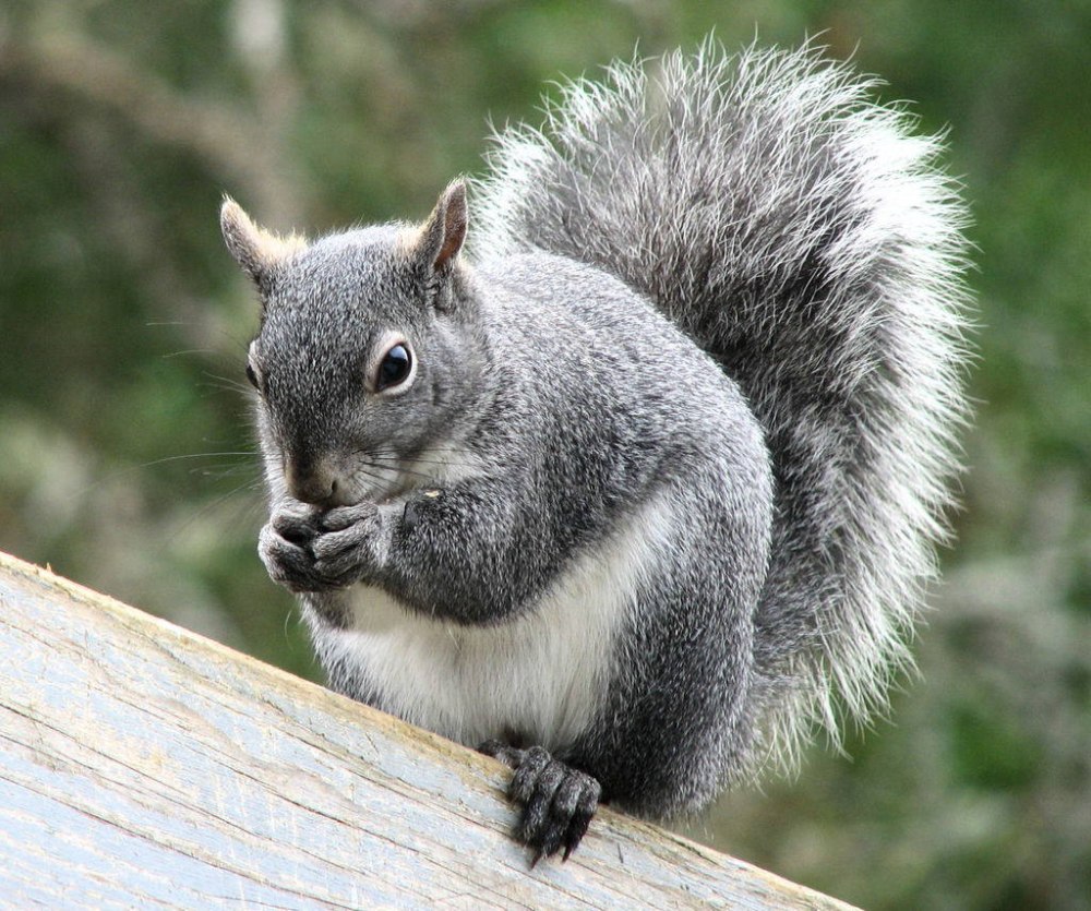 Sciurus griseus
