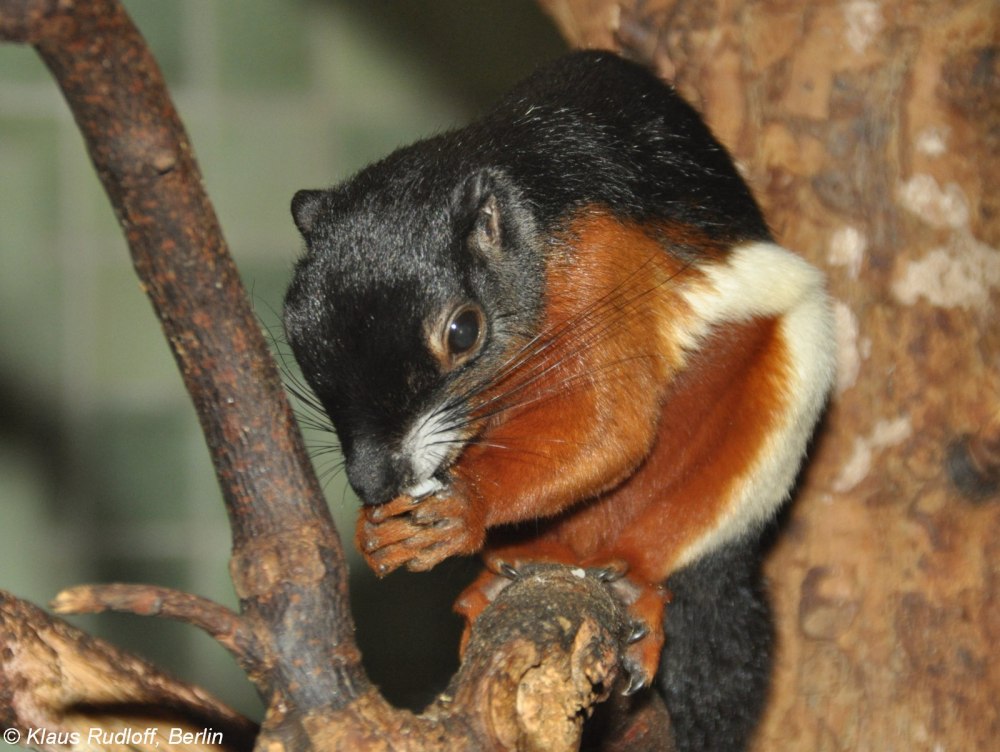 Callosciurus prevostii