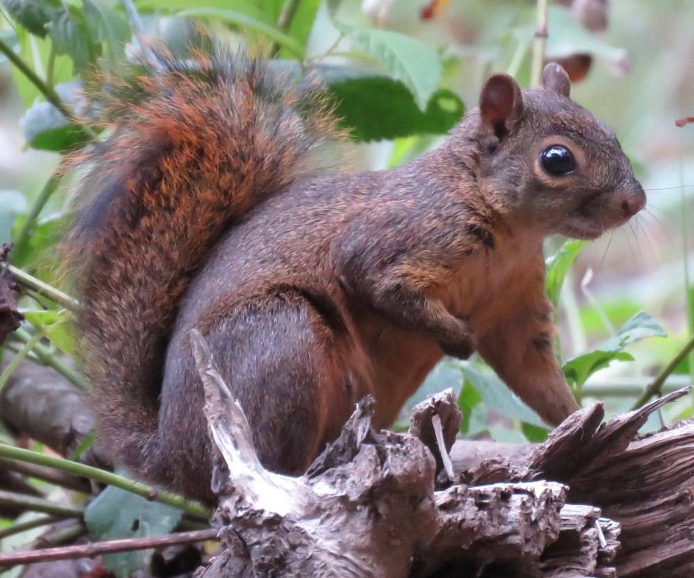 Sciurus gilvigularis