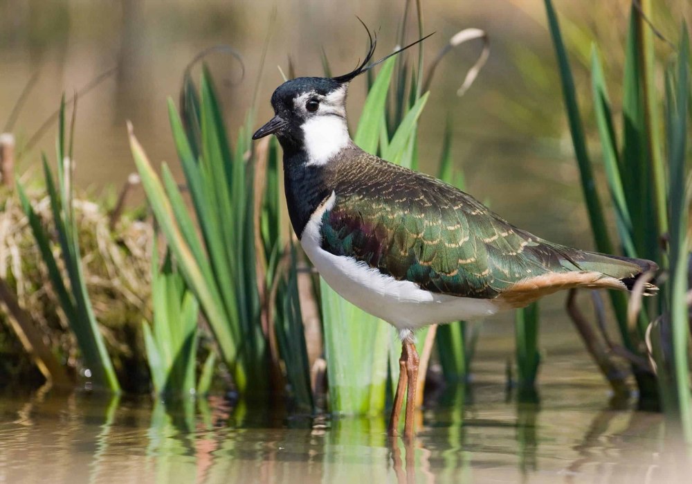 Чибис Vanellus Vanellus