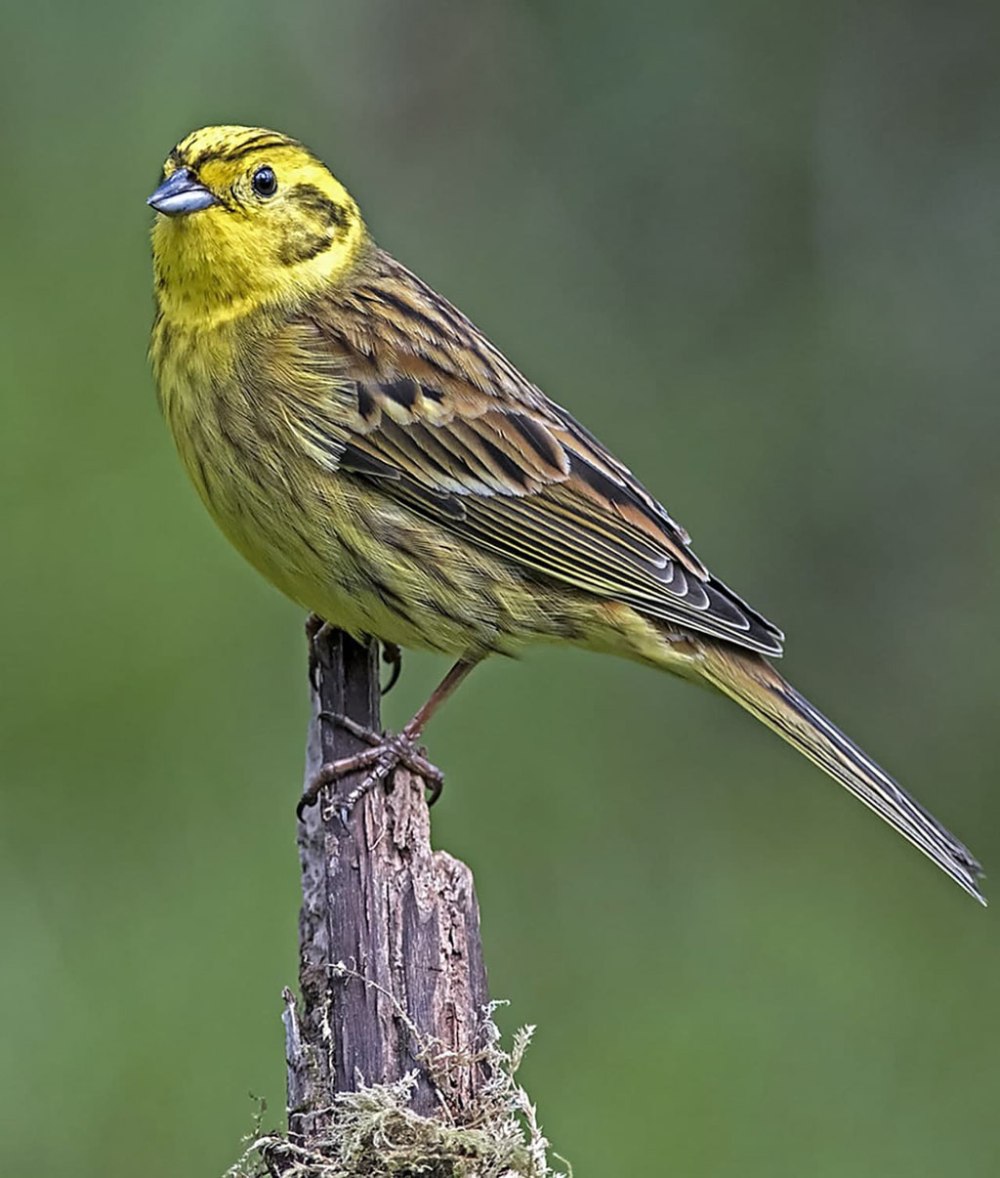 Emberiza citrinella