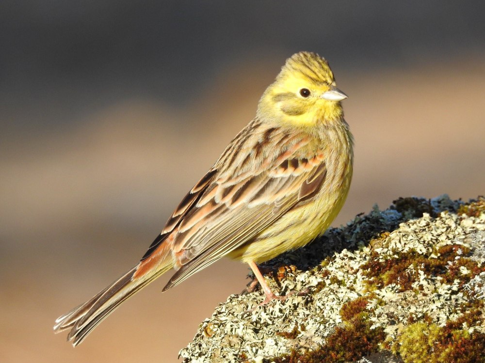 Emberiza citrinella