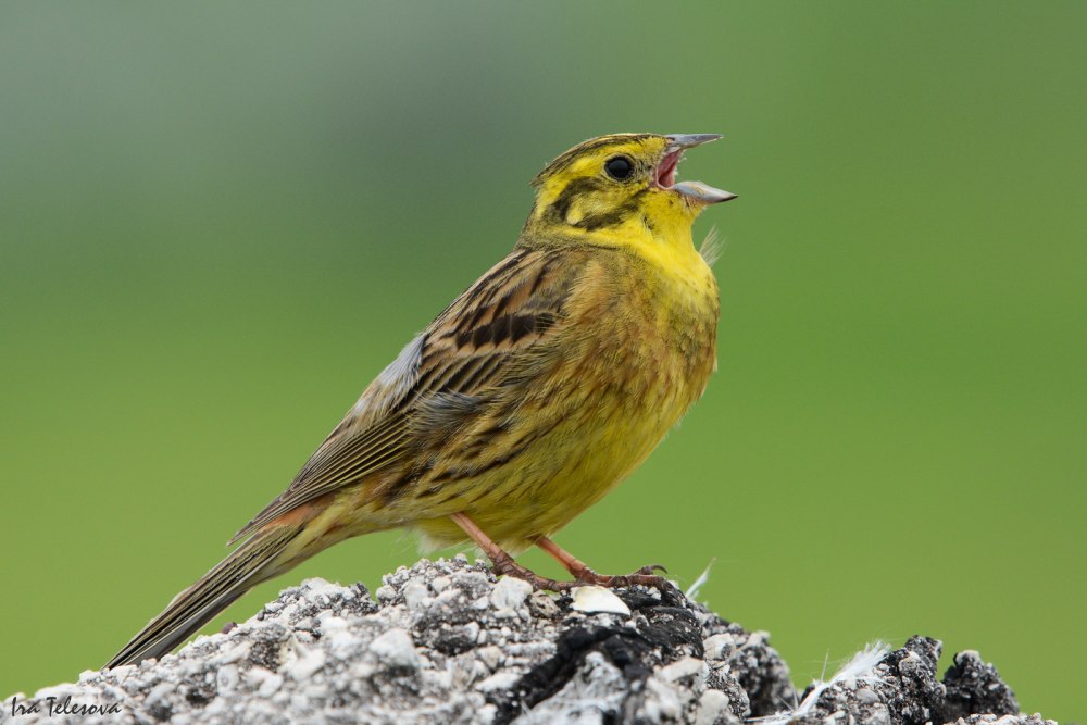 Emberiza citrinella