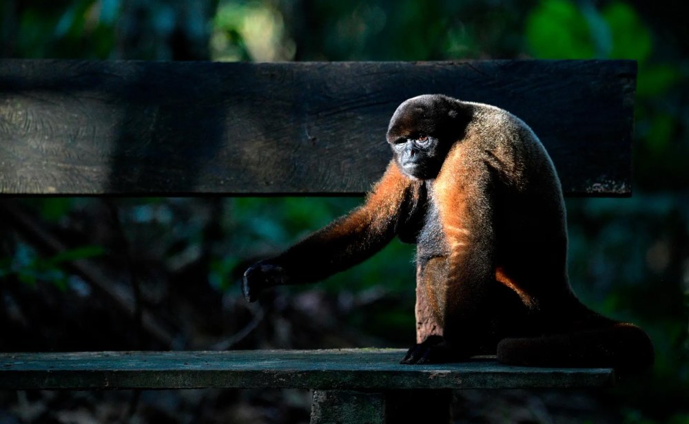 Monkey Life