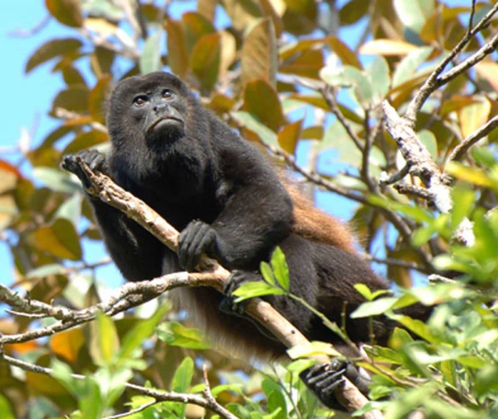 Alouatta palliata