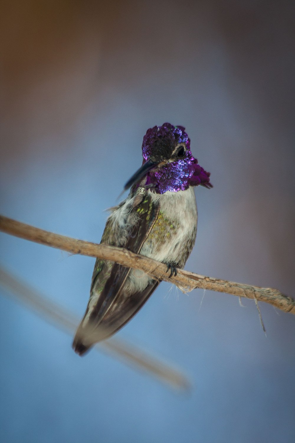 Колибри Calypte costae