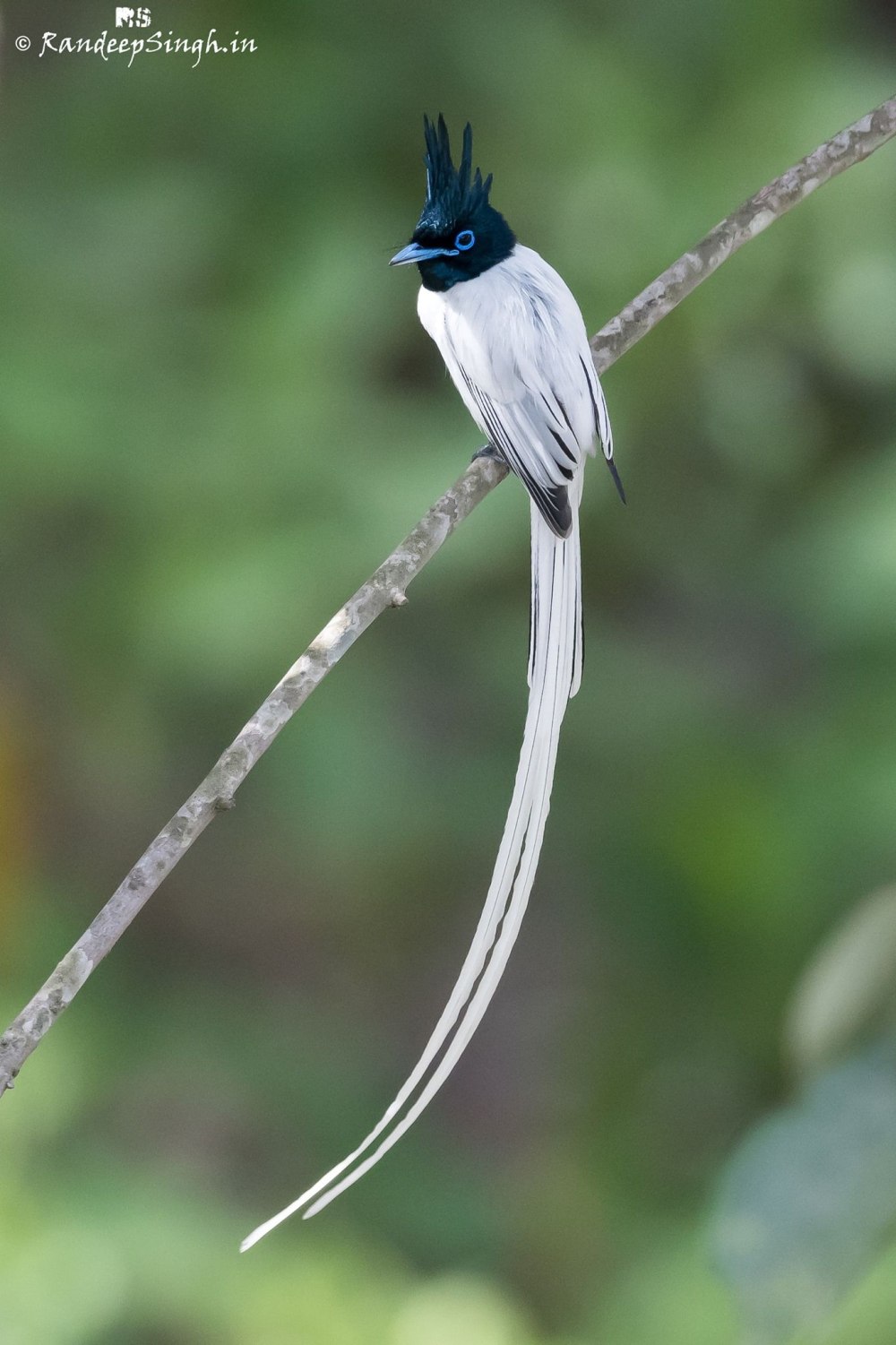 Индийская Flycatcher птицы