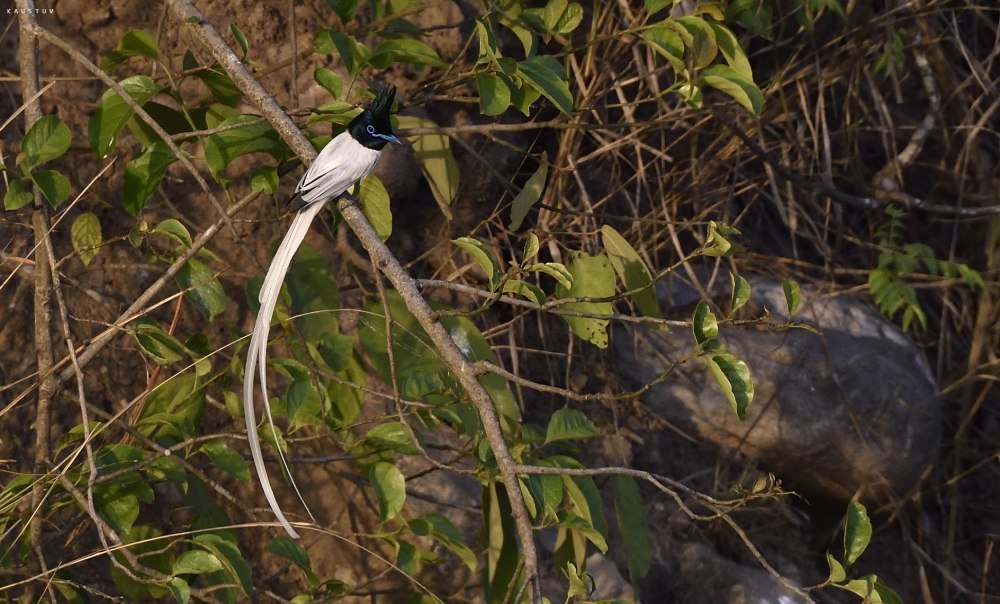 Ribbon-tailed Astrapia