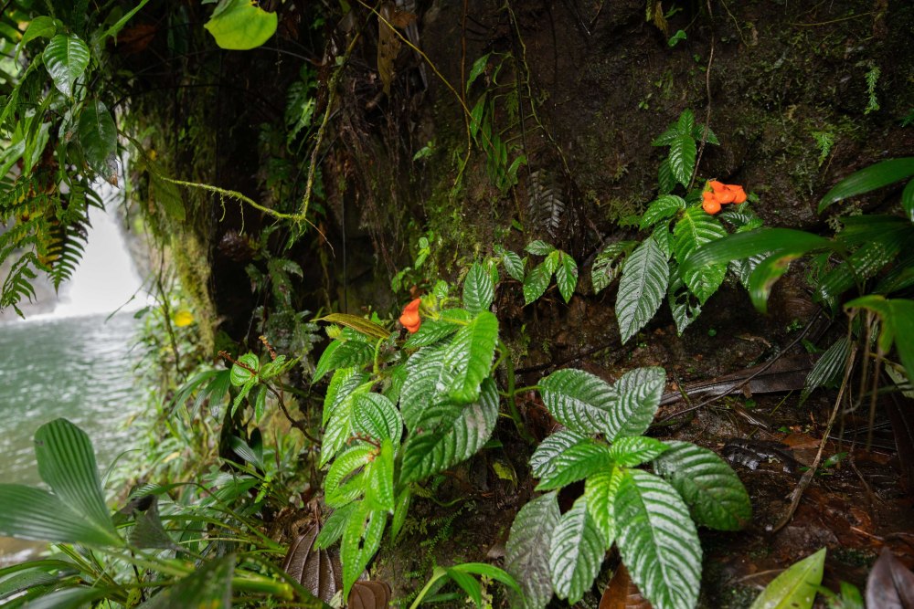 Gasteranthus Extinctus цветок вымерший