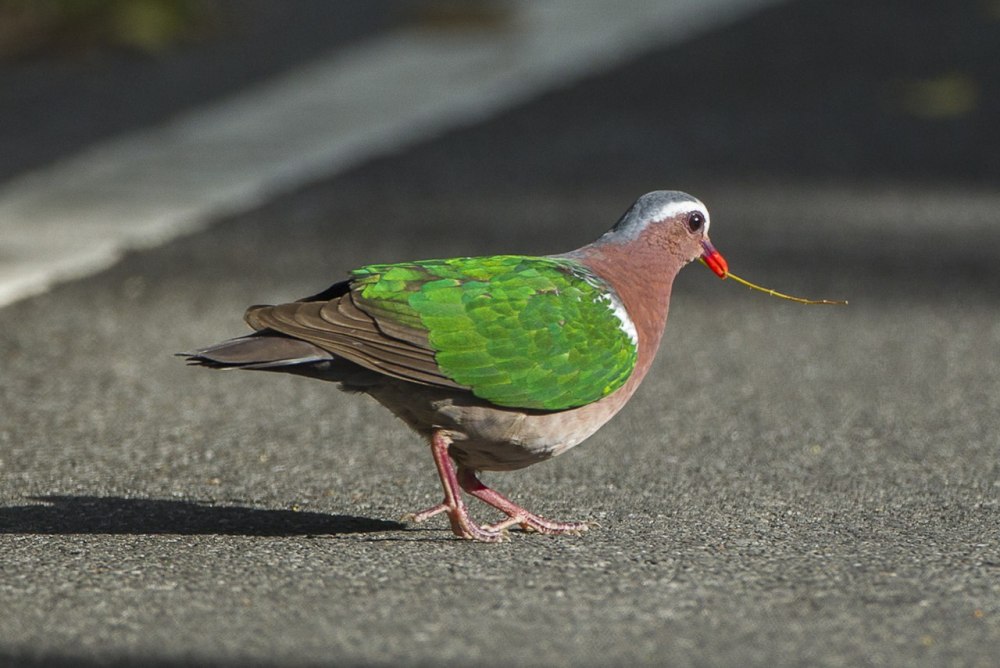 Common Emerald dove