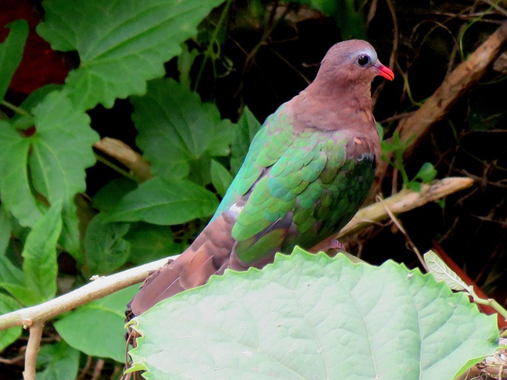 Asian Emerald dove