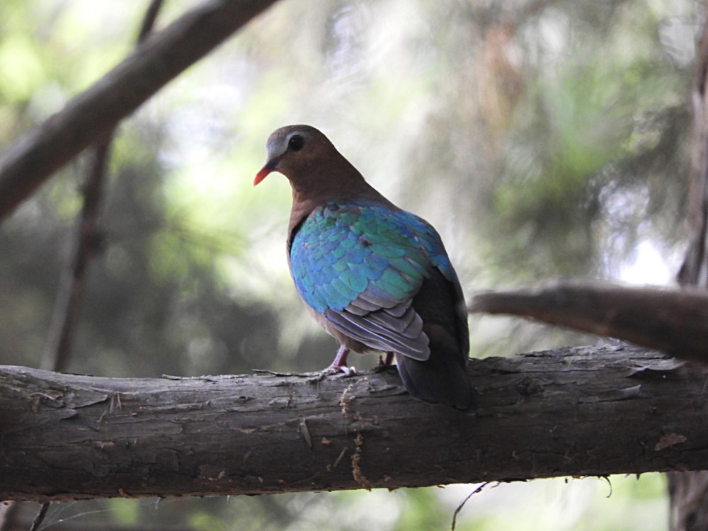 Common Emerald dove