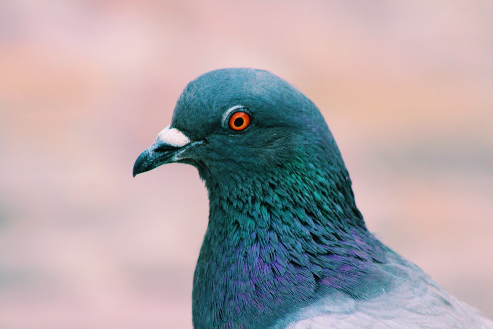 Pigeon Blue цвет
