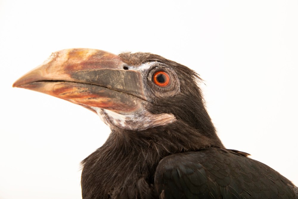 Penelopides mindorensis