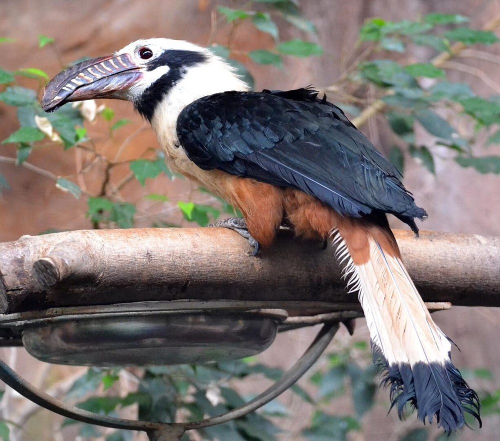Penelopides Panini
