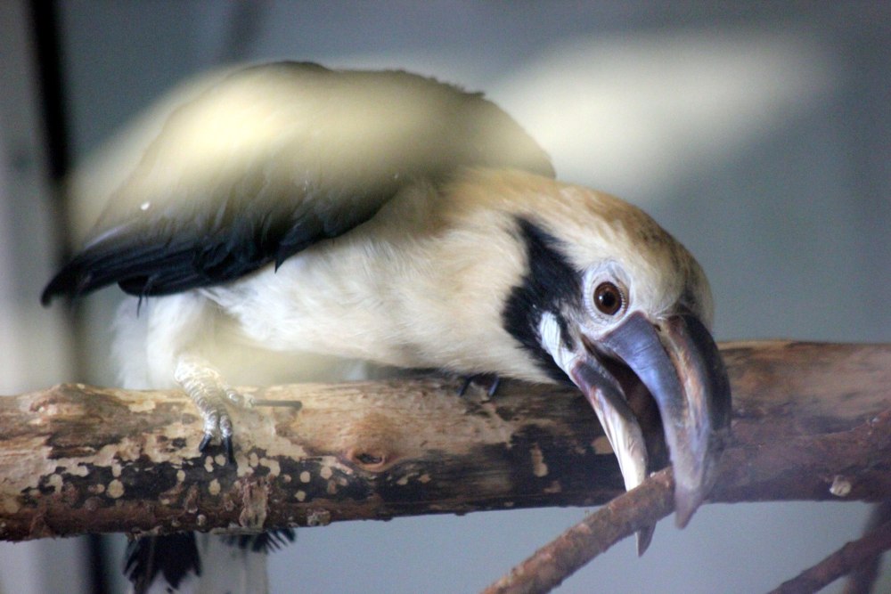 Penelopides samarensis