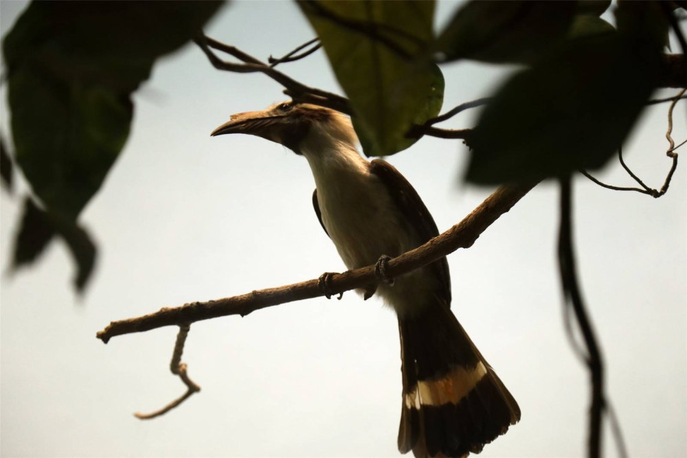 Penelopides affinis