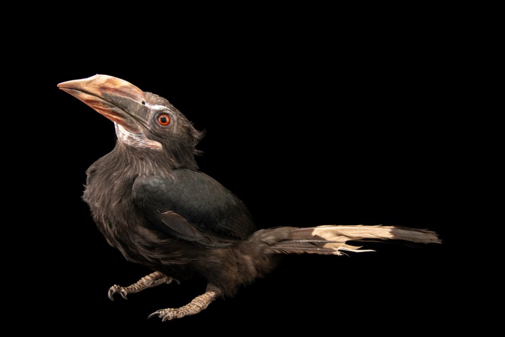 Penelopides affinis