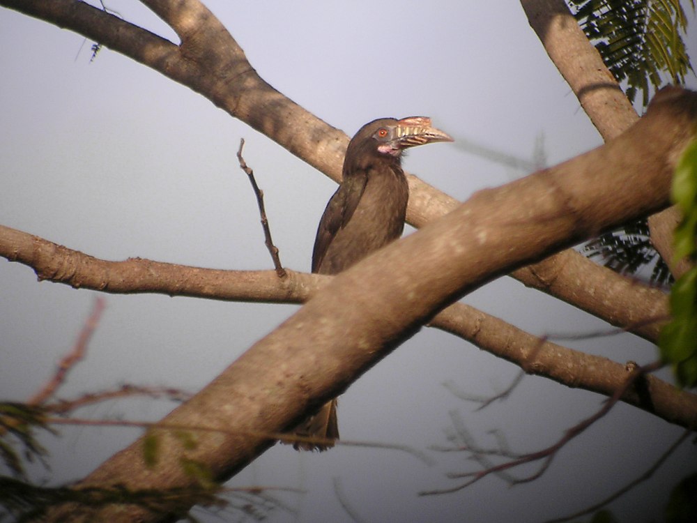 Penelopides affinis