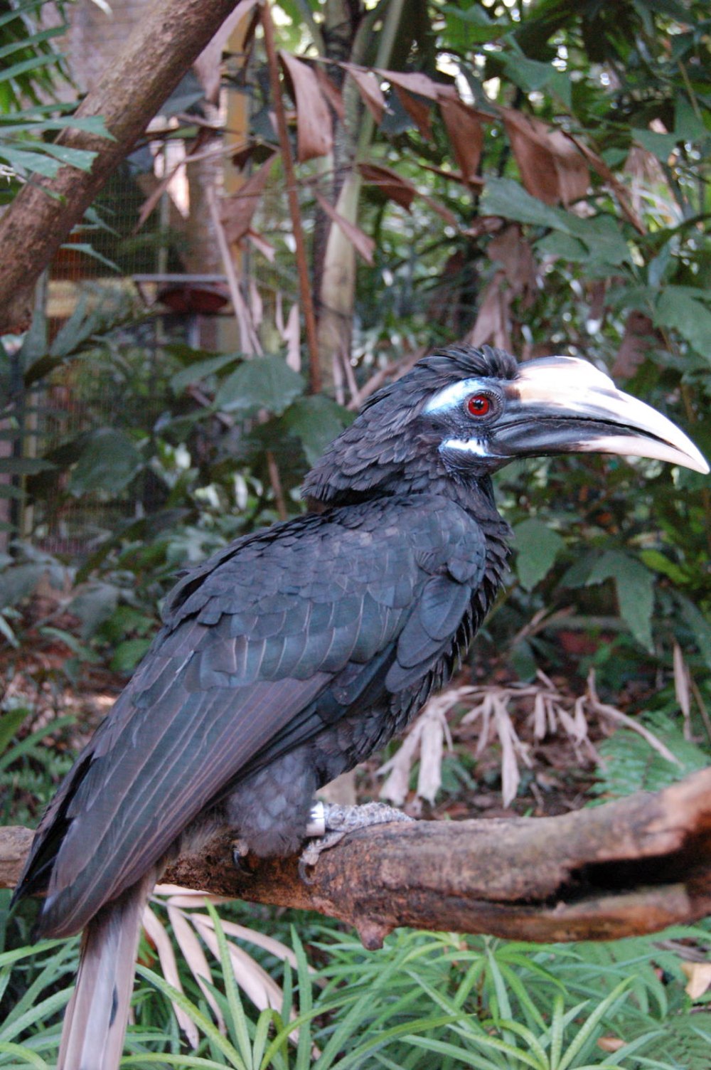 Какого цвета Hornbill