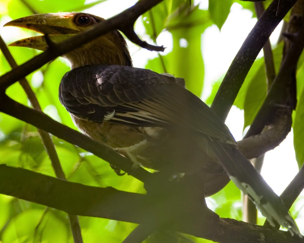 Anorrhinus tickelli