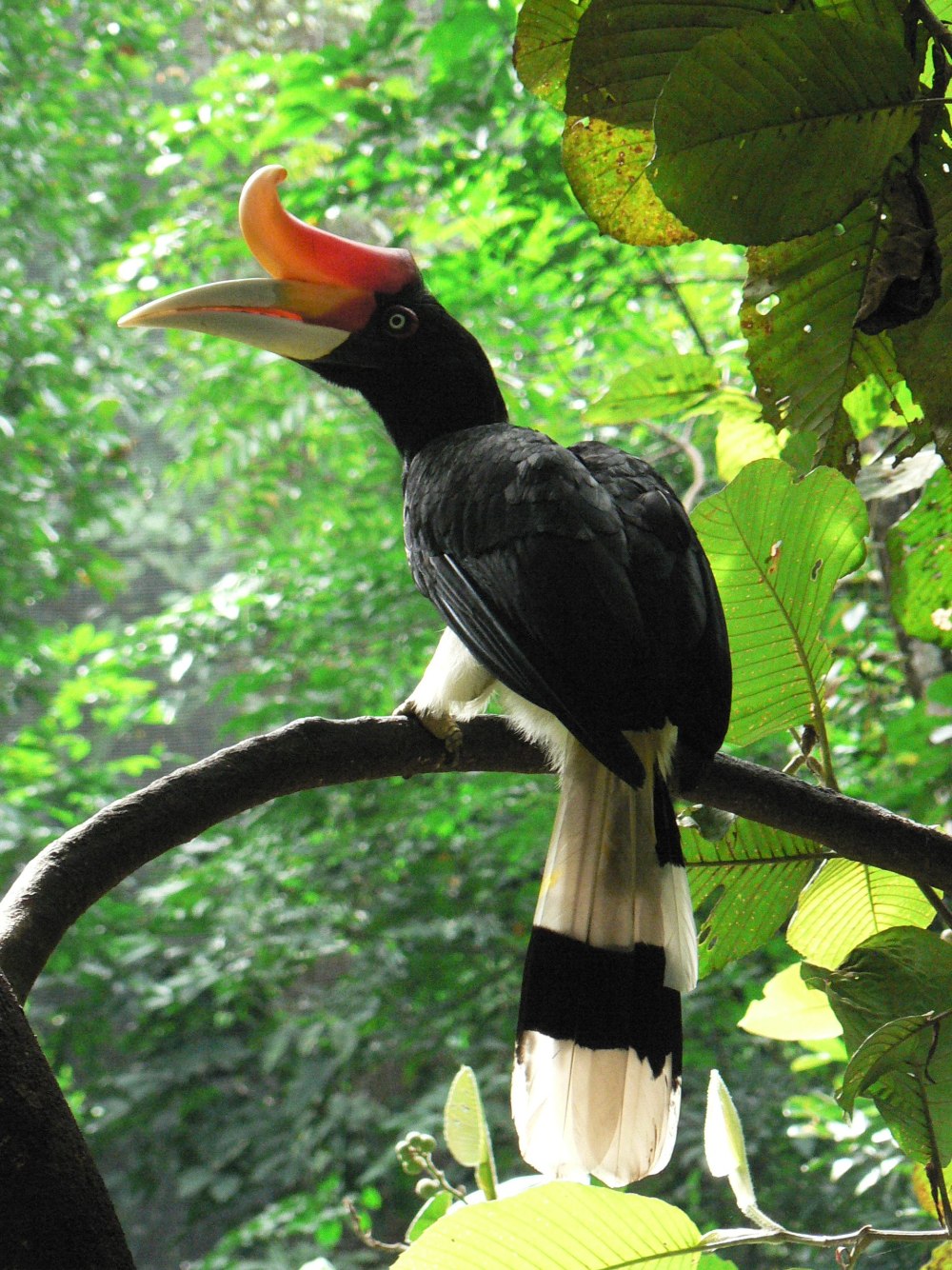 Rhinoceros Hornbill
