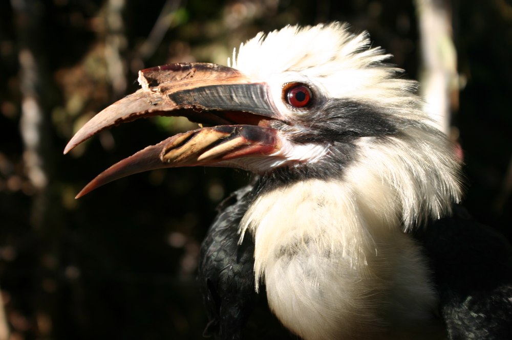 Penelopides Panini