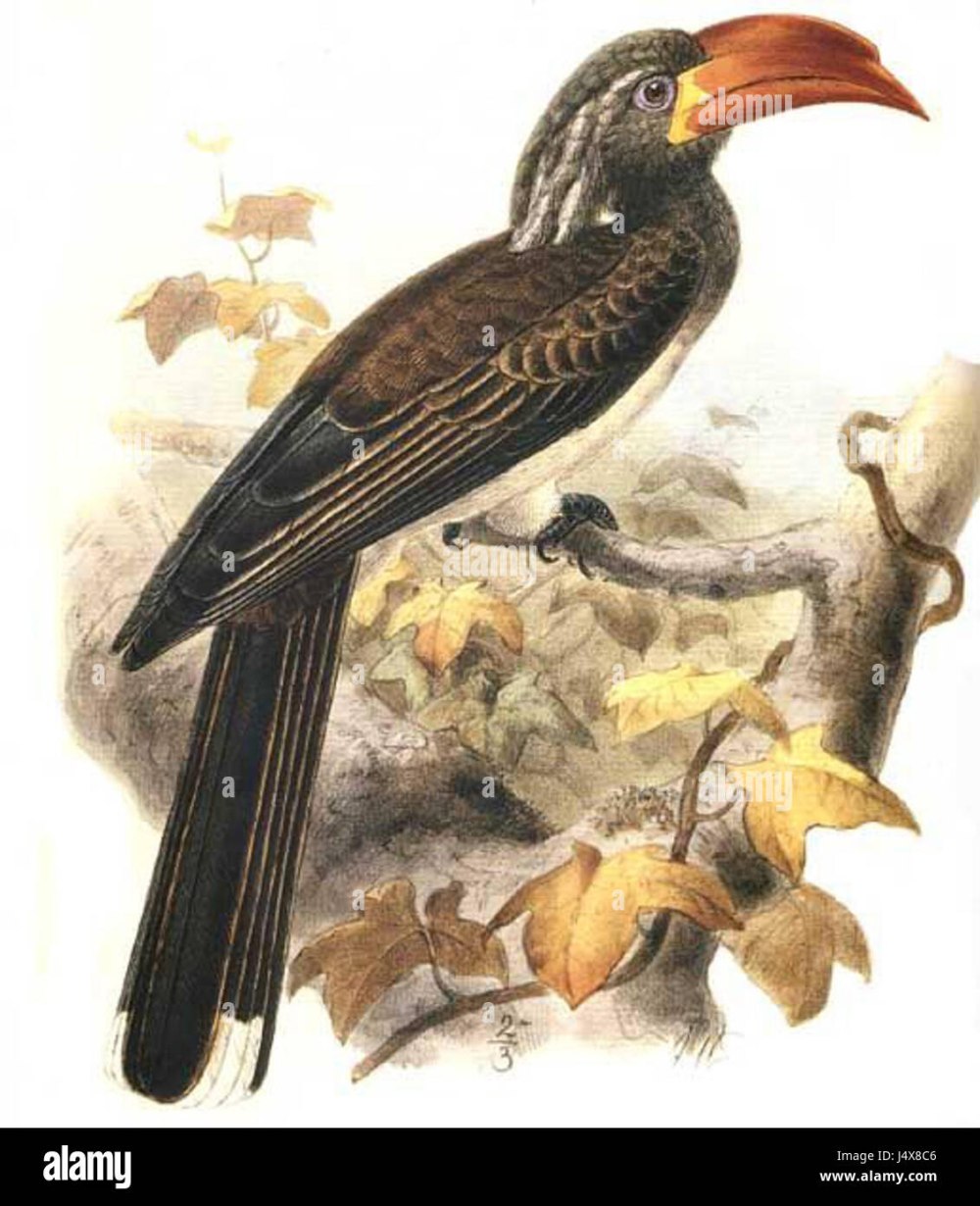 Lophoceros pallidirostris