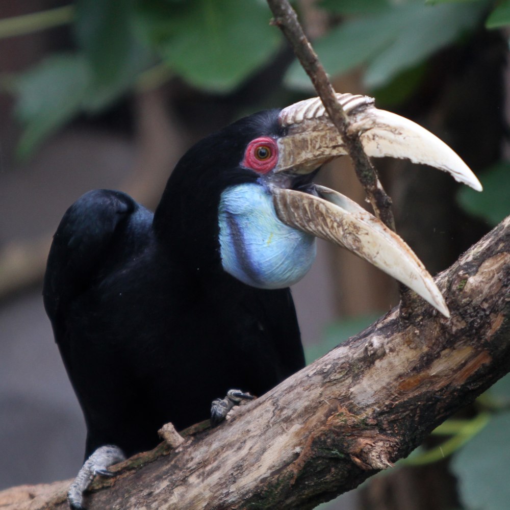 Hornbill самка и самец