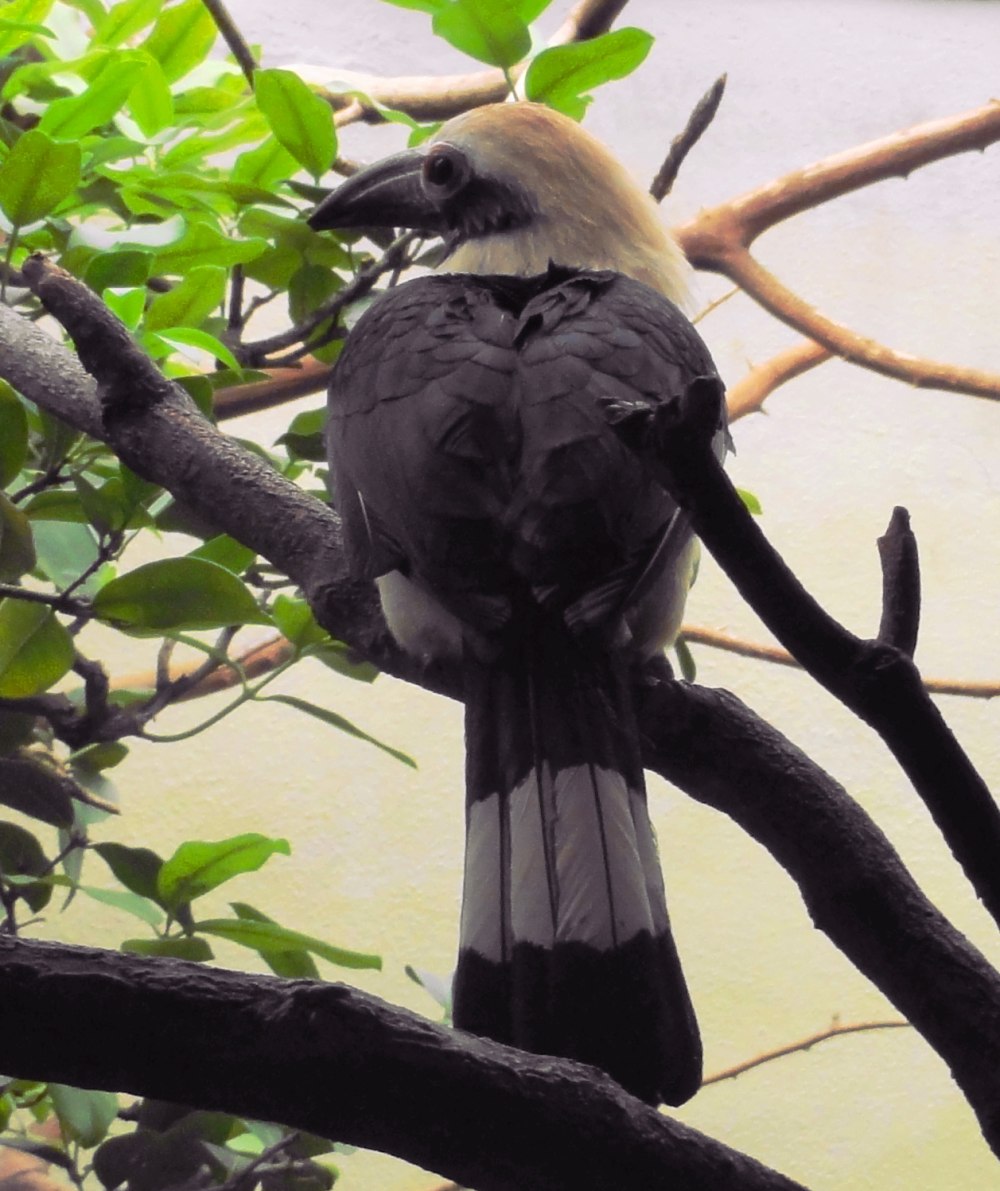 Penelopides Panini