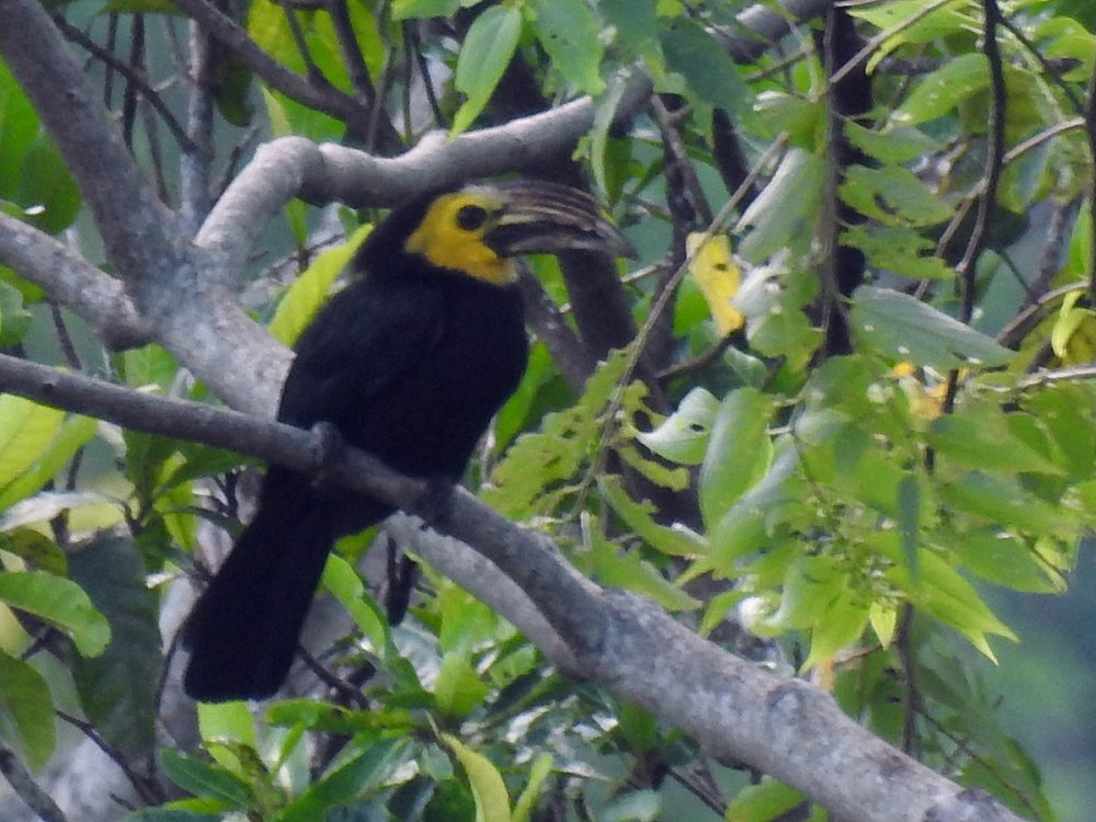 Rhabdotorrhinus exarhatus