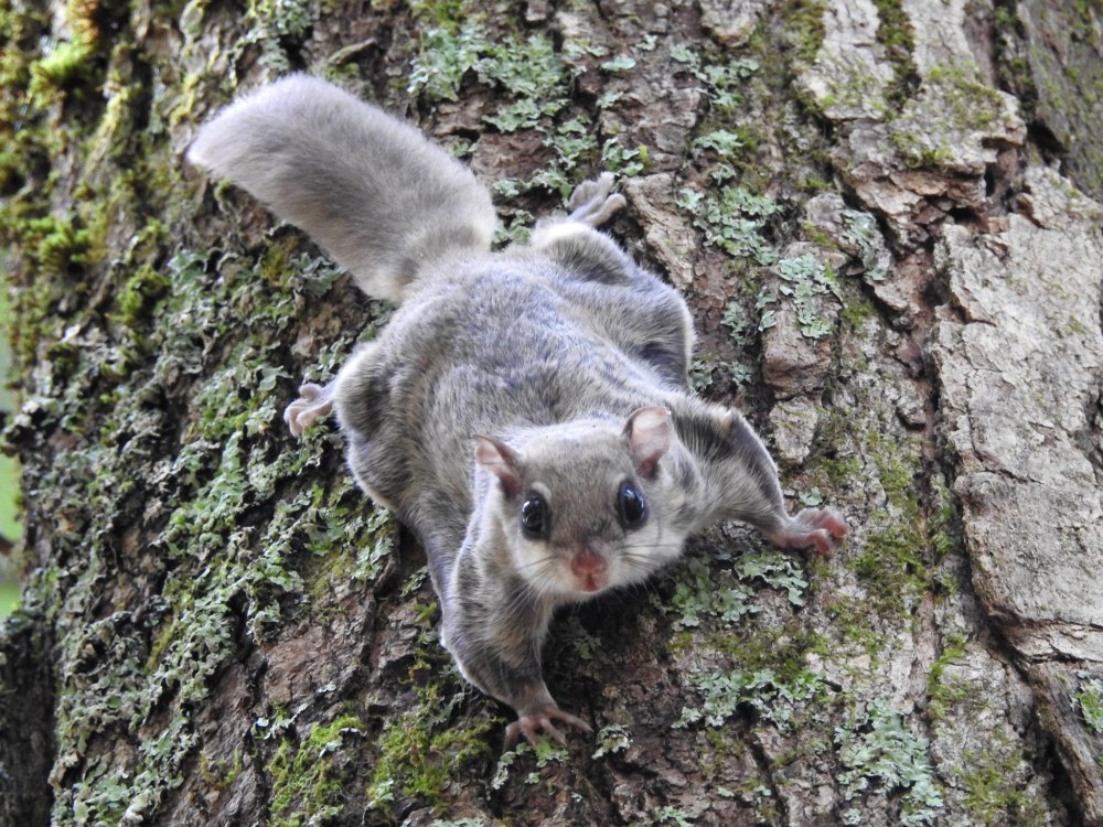 Летяга (Pteromys volans)