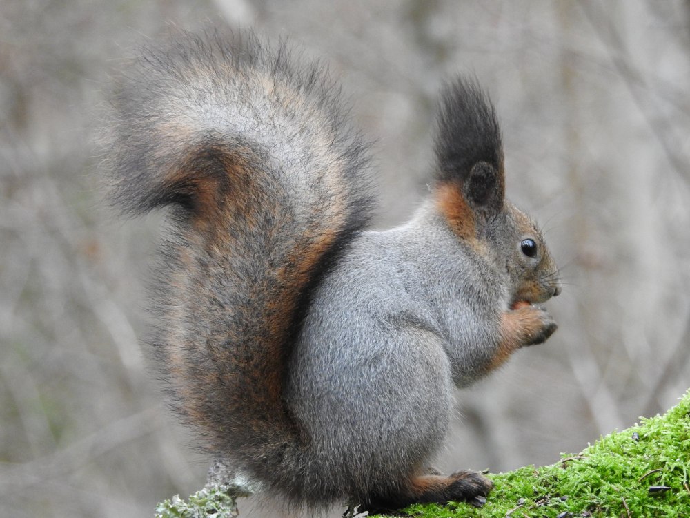 Sciurus vulgaris Балашова