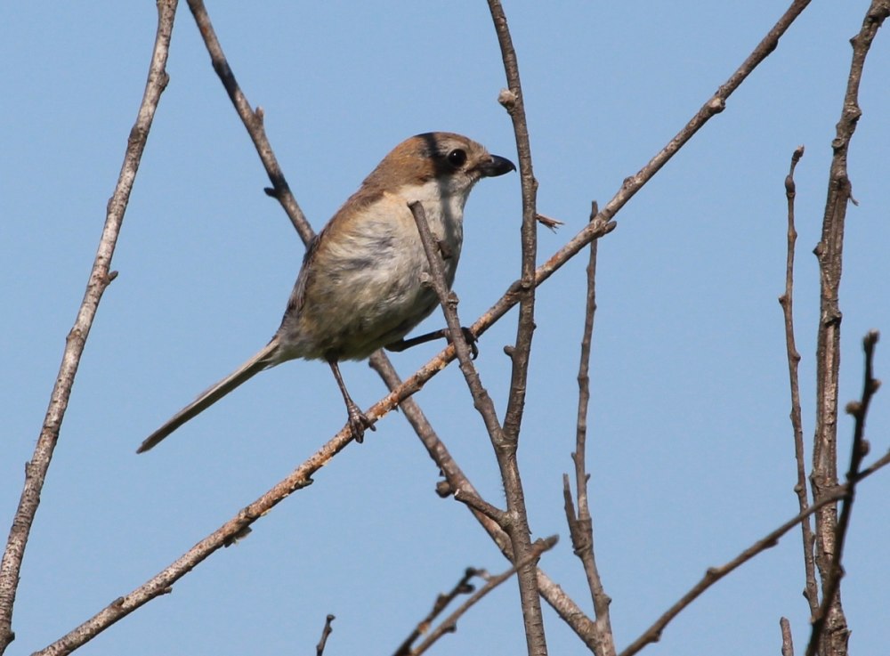 Lanius Bucephalus