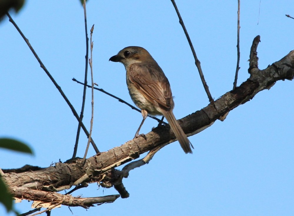 Lanius Bucephalus