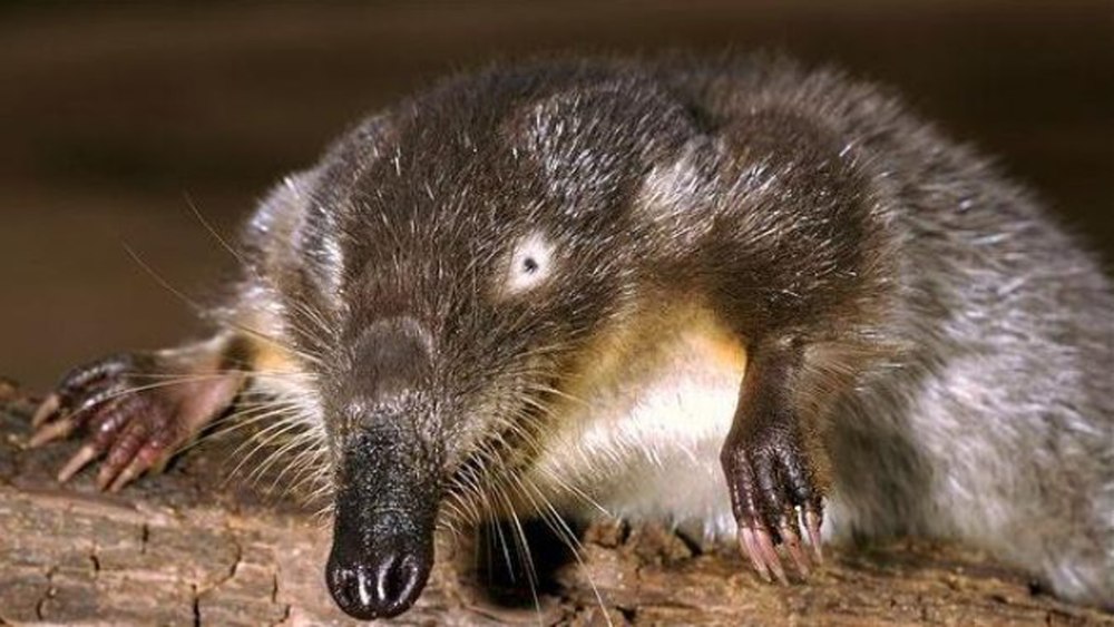 Русская выхухоль Desmana moschata Linnaeus, 1758
