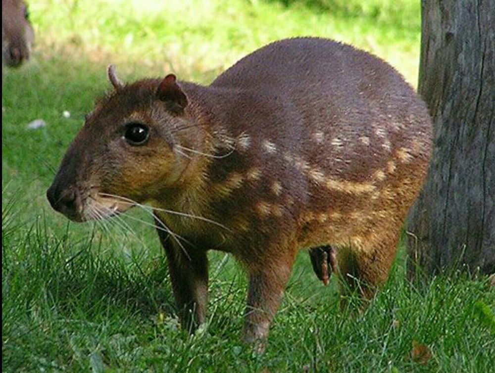 Агути заяц