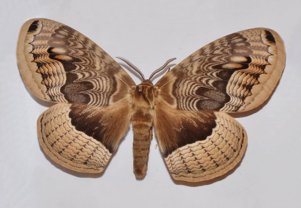 Brahmaea wallichii