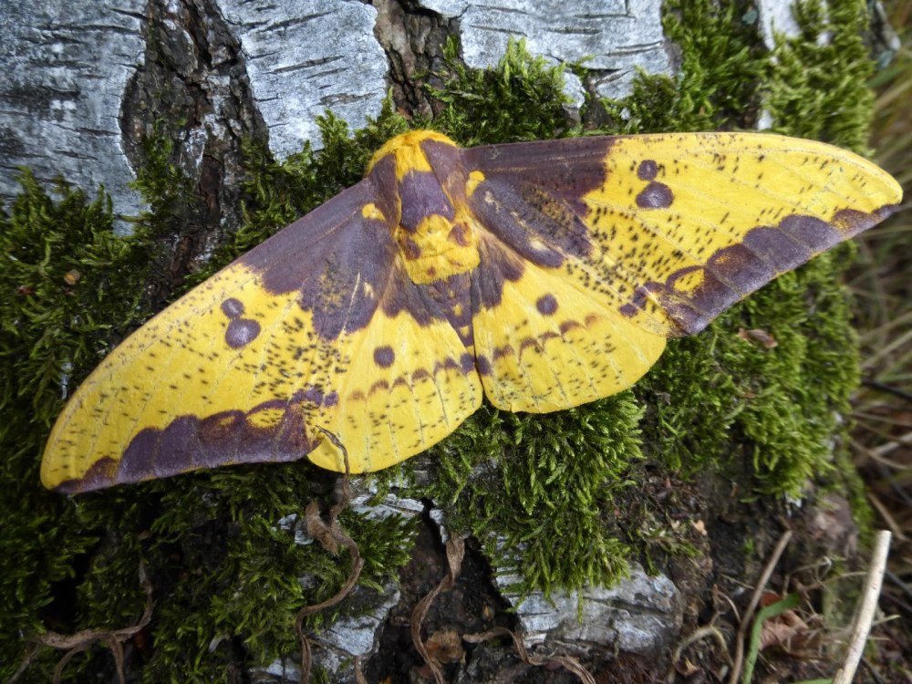 EACLES Imperialis