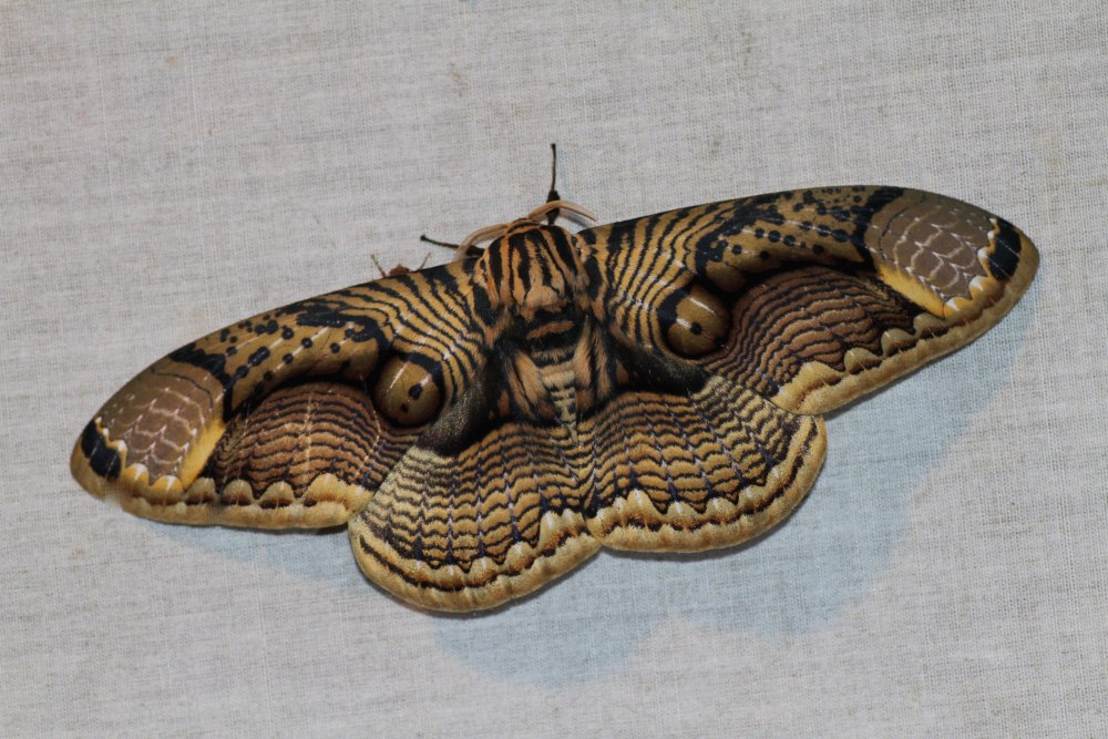 Брамеи (Brahmin Moth)