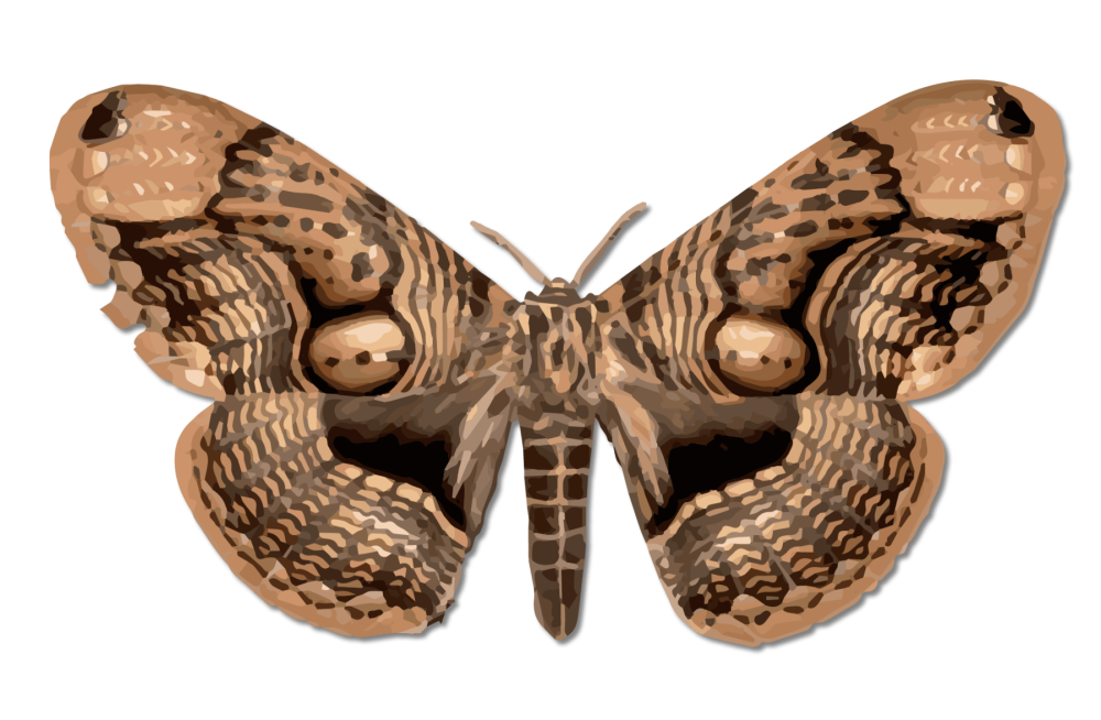 Moth Size Home
