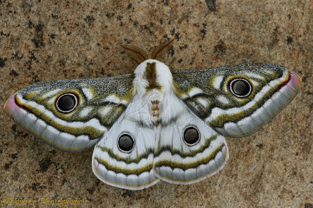 Бабочка Павлиноглазка (Emperor Moth)