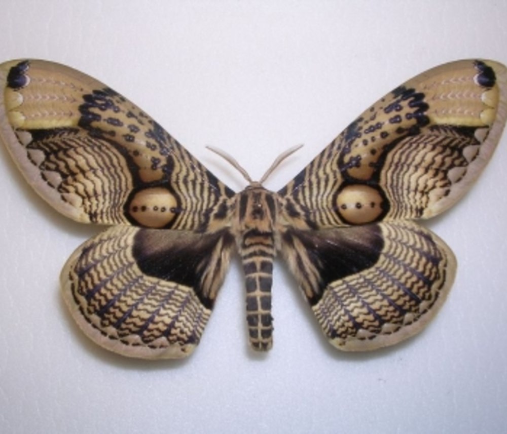 Brahmaea wallichii
