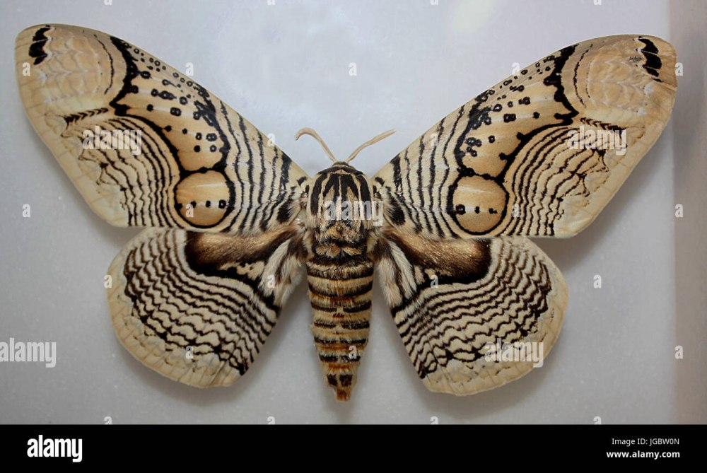 Brahmaea Certhia