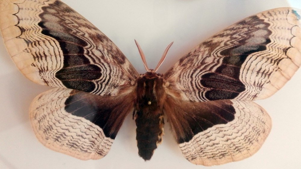 Brahmaea lunulata